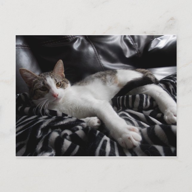 Cartão Postal Cartão-postal Bonito para o gato Mau Mix no Egito (Frente)