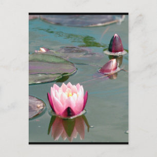 Cartão Postal Cartão-postal bonito Pink Waterlily