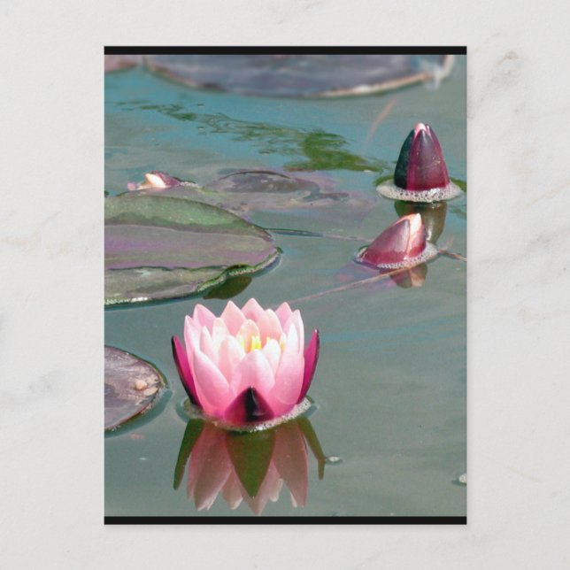 Cartão Postal Cartão-postal bonito Pink Waterlily (Frente)