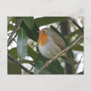 Cartão Postal Cartão-postal Bonito Robin e Verde deixa o DIY