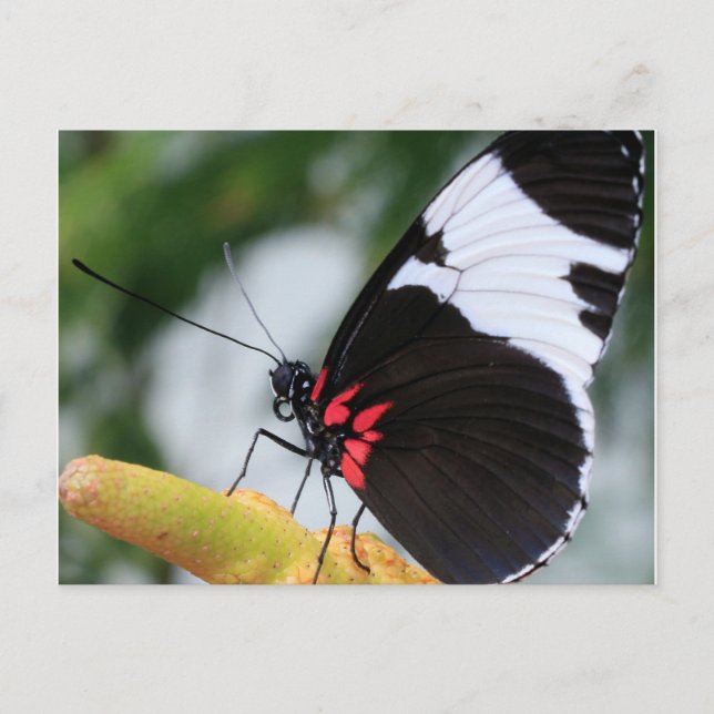 Cartão Postal Cartão-postal/Borboleta Longwing Doris (Frente)