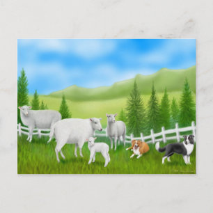 Cartão Postal Cartão-postal Borda Collies & Sheep
