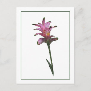 Cartão Postal Cartão-postal Botânico Tulip Ginger
