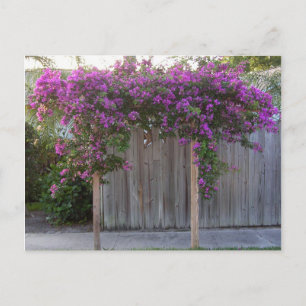 Cartão Postal Cartão-postal Bougainvillea