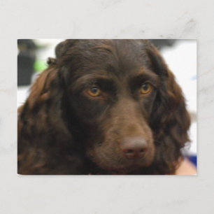 Cartão Postal Cartão-postal Boykin Spaniel