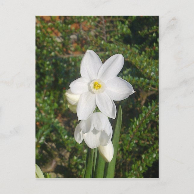 Cartão Postal Cartão-postal branco (Frente)