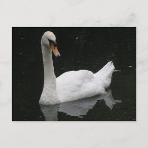 Cartão Postal Cartão-postal branco bonito