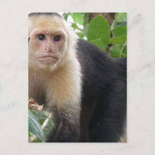 Cartão Postal Cartão-postal branco com macaco capuccina