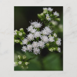 Cartão Postal Cartão-postal branco de flor tardia