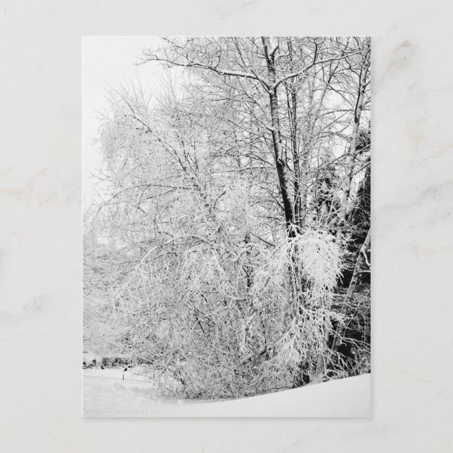 Cartão Postal Cartão-postal branco de inverno (Frente)
