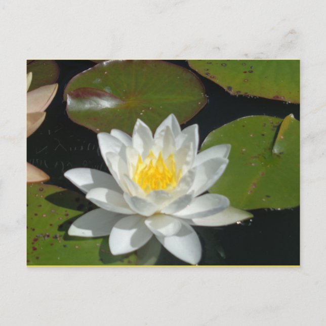 Cartão Postal Cartão-postal Branco e Amarelo (Frente)