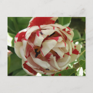Cartão Postal Cartão-postal branco e cor-de-rosa