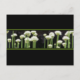 Cartão Postal Cartão-postal branco e preto verde floral