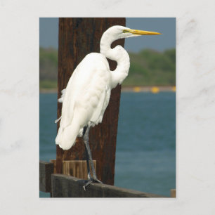 Cartão Postal Cartão-postal branco Egret