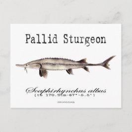 Cartão Postal Cartão-postal branco-pallide