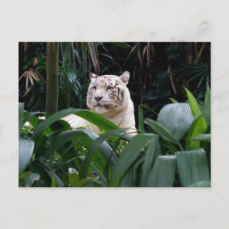 Cartão Postal Cartão-postal branco Tigre