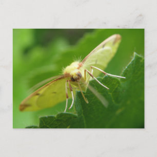 Cartão Postal Cartão-postal Brimstone Moth