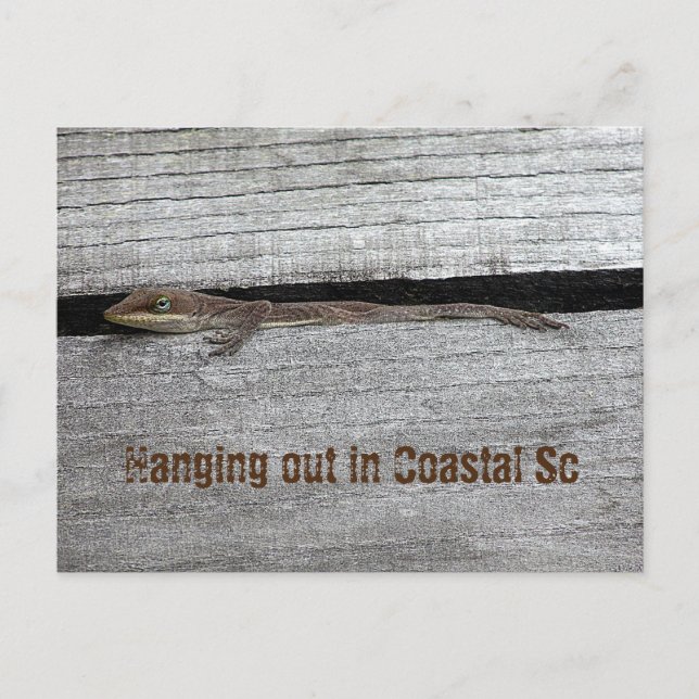 Cartão Postal Cartão-postal Brown Anole (Frente)