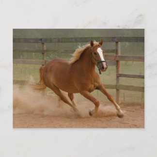 Cartão Postal Cartão-postal Brown Beauty