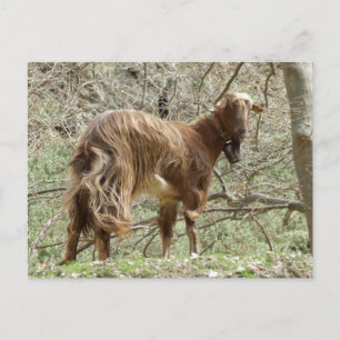 Cartão Postal Cartão-postal Brown Goat