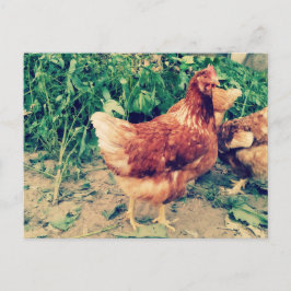 Cartão Postal Cartão-postal Brown Hen