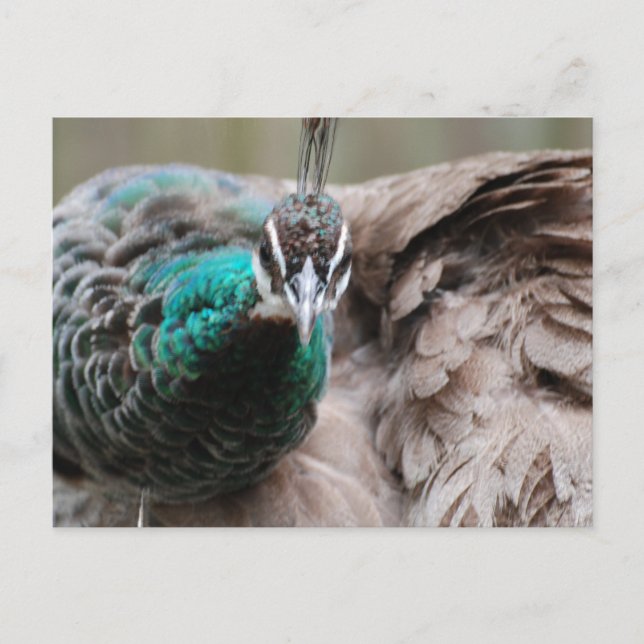 Cartão Postal Cartão-postal Brown Peacock (Frente)