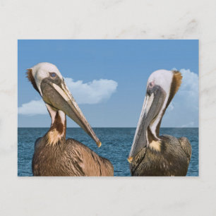 Cartão Postal Cartão-postal Brown Pelicanos