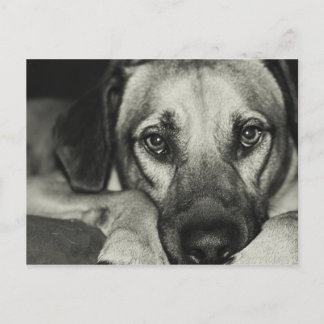 Cartão Postal Cartão-postal Buddy