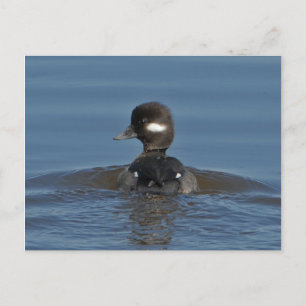 Cartão Postal Cartão-postal Bufflehead