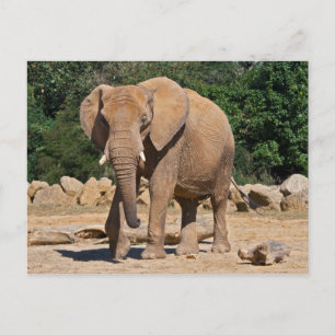 Cartão Postal Cartão-postal Bull Elephant