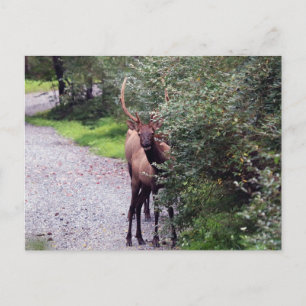 Cartão Postal Cartão-postal Bull Elk