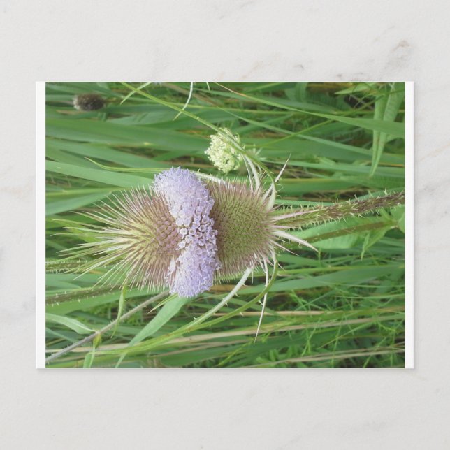 Cartão Postal Cartão-postal Bull Thistle (Frente)