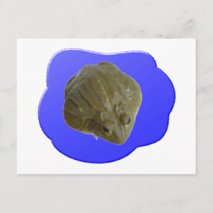 Cartão Postal Cartão-postal Bullfrog