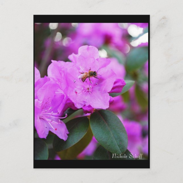 Cartão Postal Cartão-postal Bumble Bee (Frente)