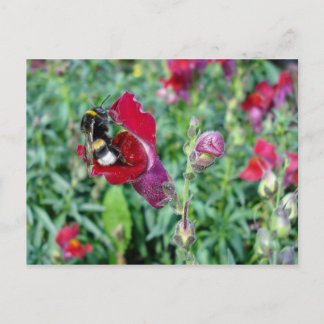 Cartão Postal Cartão-postal Bumble Bee / Snapdragon