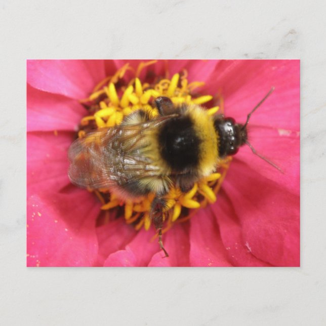 Cartão Postal Cartão-postal Bumblebee (Frente)