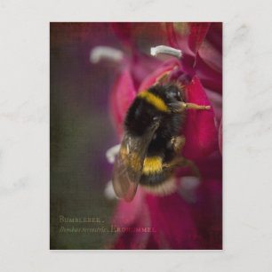 Cartão Postal Cartão-postal Bumblebee