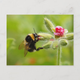 Cartão Postal Cartão-postal Bumblebee