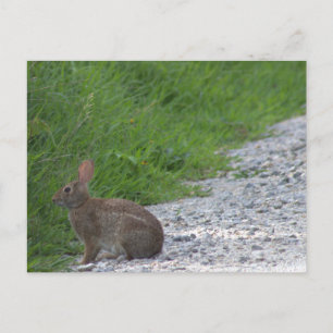 Cartão Postal Cartão-postal Bunny