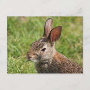 Cartão Postal Cartão-postal Bunny