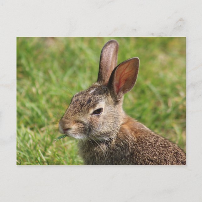 Cartão Postal Cartão-postal Bunny (Frente)