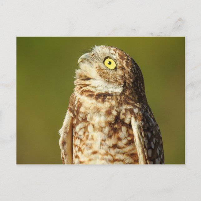 Cartão Postal Cartão-postal Burrowing Owl (Frente)