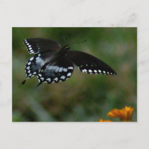 Cartão Postal Cartão-postal Butterfly