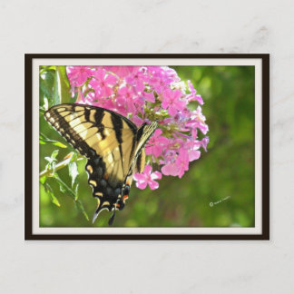 Cartão Postal Cartão-postal Butterfly