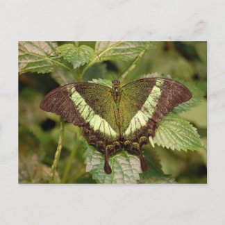 Cartão Postal Cartão-postal Butterfly