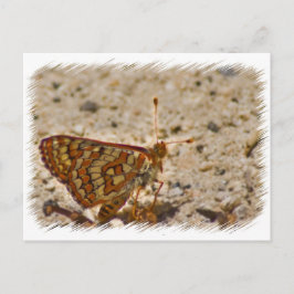 Cartão Postal Cartão-postal Butterfly