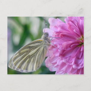 Cartão Postal Cartão-postal Butterfly