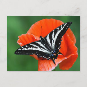 Cartão Postal Cartão-postal Butterfly
