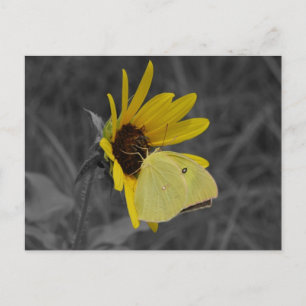 Cartão Postal Cartão-postal Butterfly em repouso