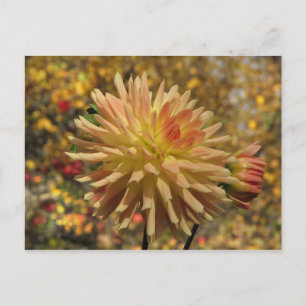 Cartão Postal Cartão-postal Cactus Dahlia